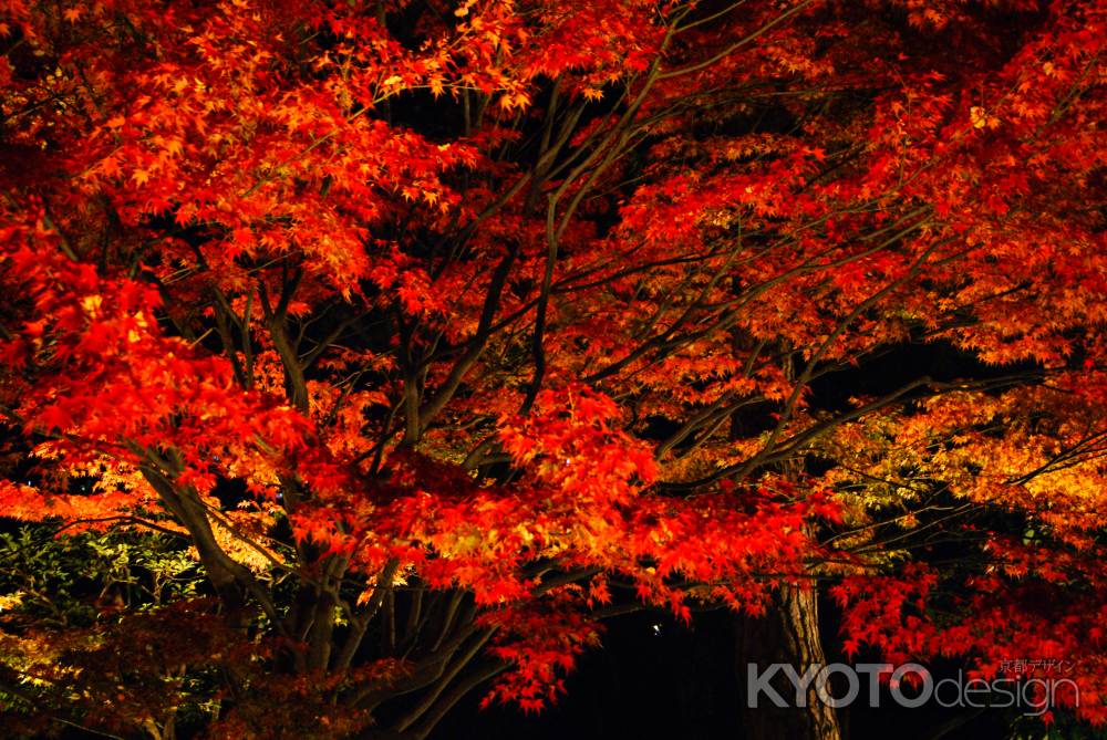 平等院夜間特別拝観2