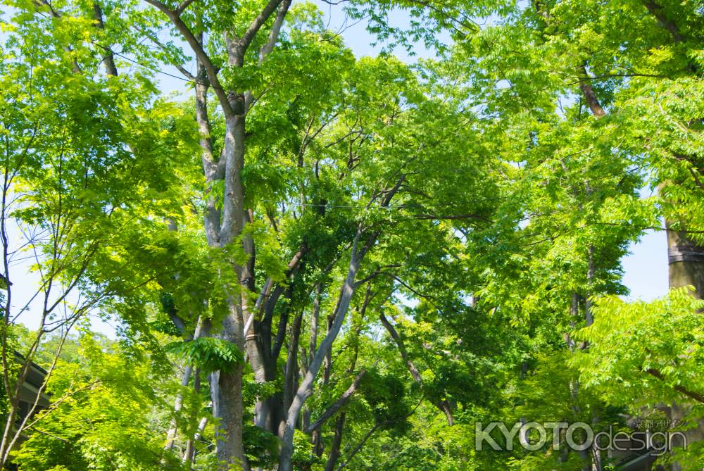 下鴨神社の新緑