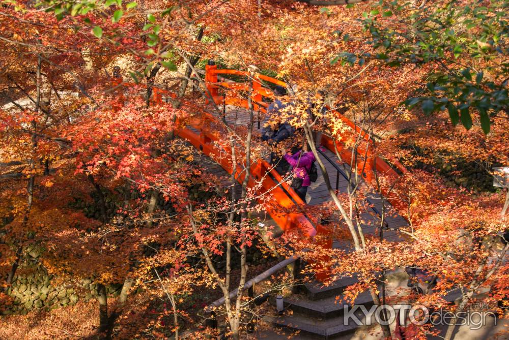 紅葉より鶯橋を覗く