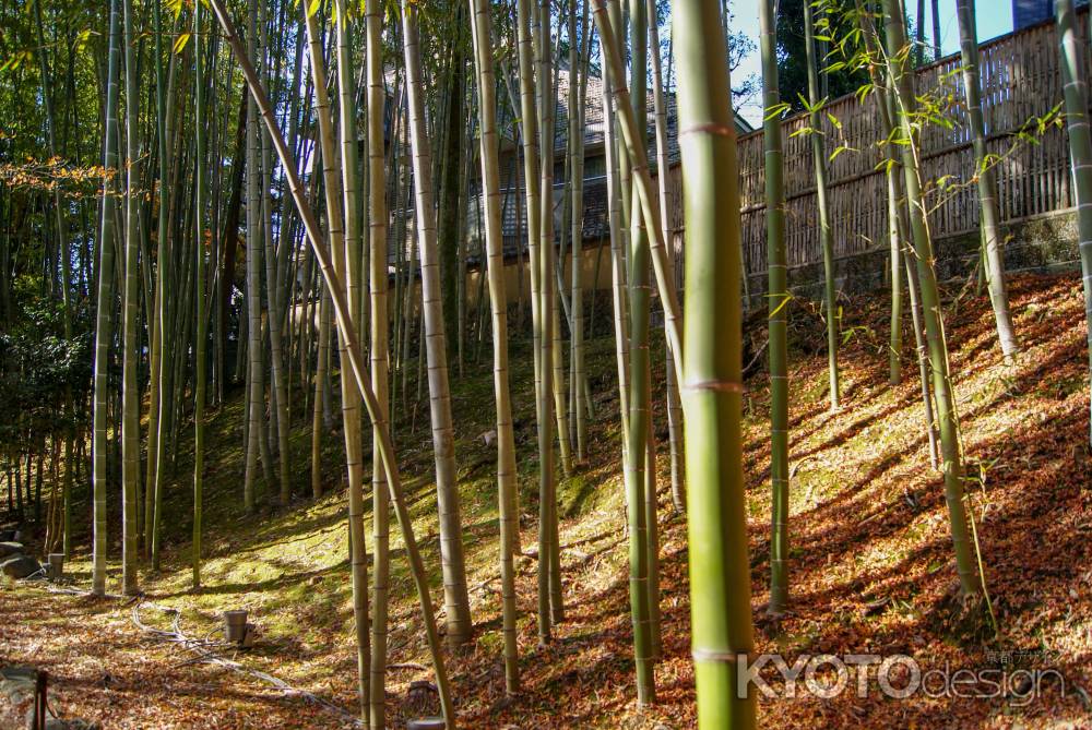 紅葉の絨毯と竹林