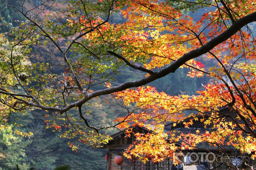 紅葉＠高山寺前