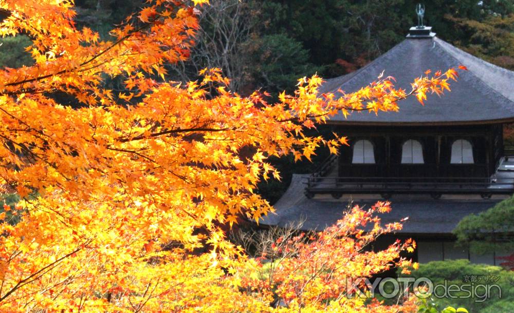 光葉Ⅱ＠東山慈照寺観音堂