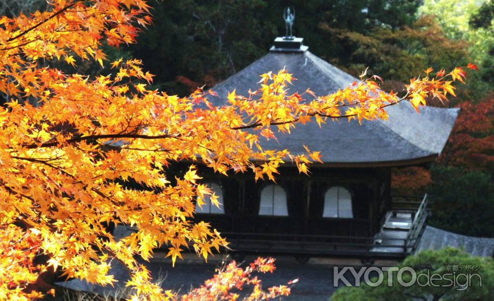 光葉Ⅲ＠東山慈照寺観音堂