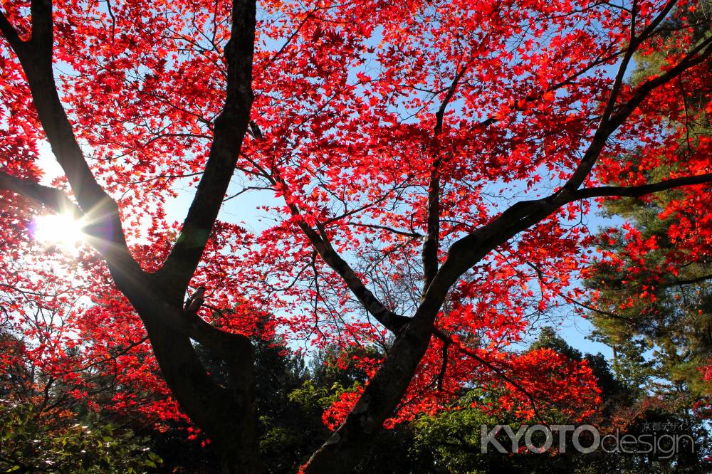 金閣寺紅葉2012①