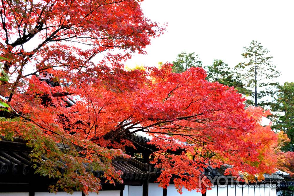 南禅寺2014②