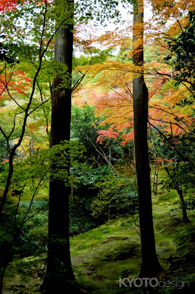 銀閣寺紅葉2014⑧