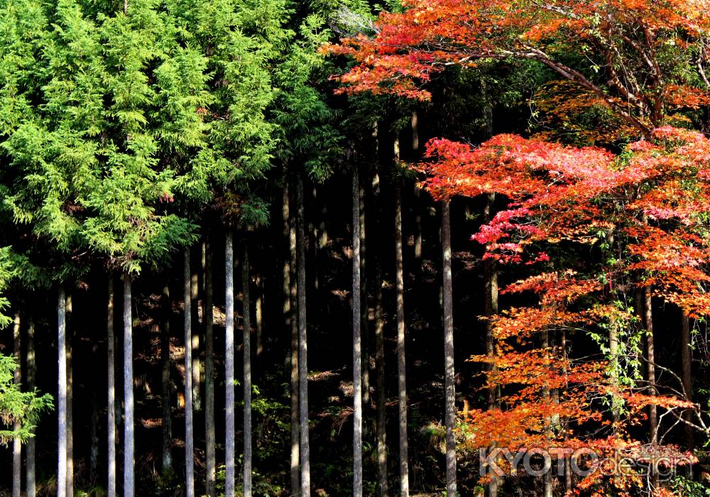 高山寺紅葉2013⑧