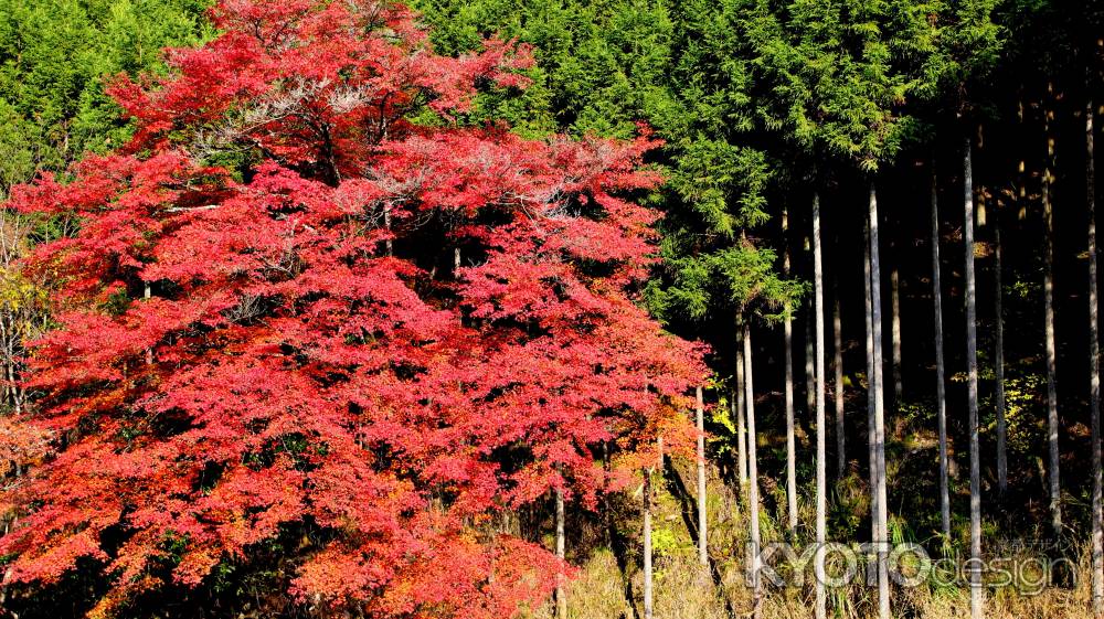 高山寺紅葉2013⑨