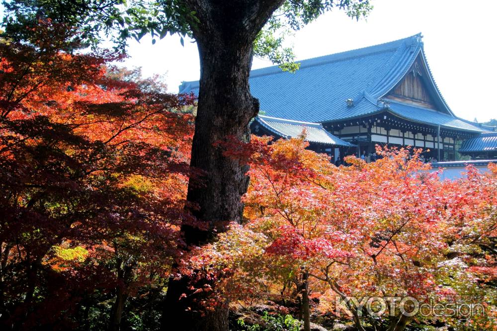 東福寺紅葉2013①