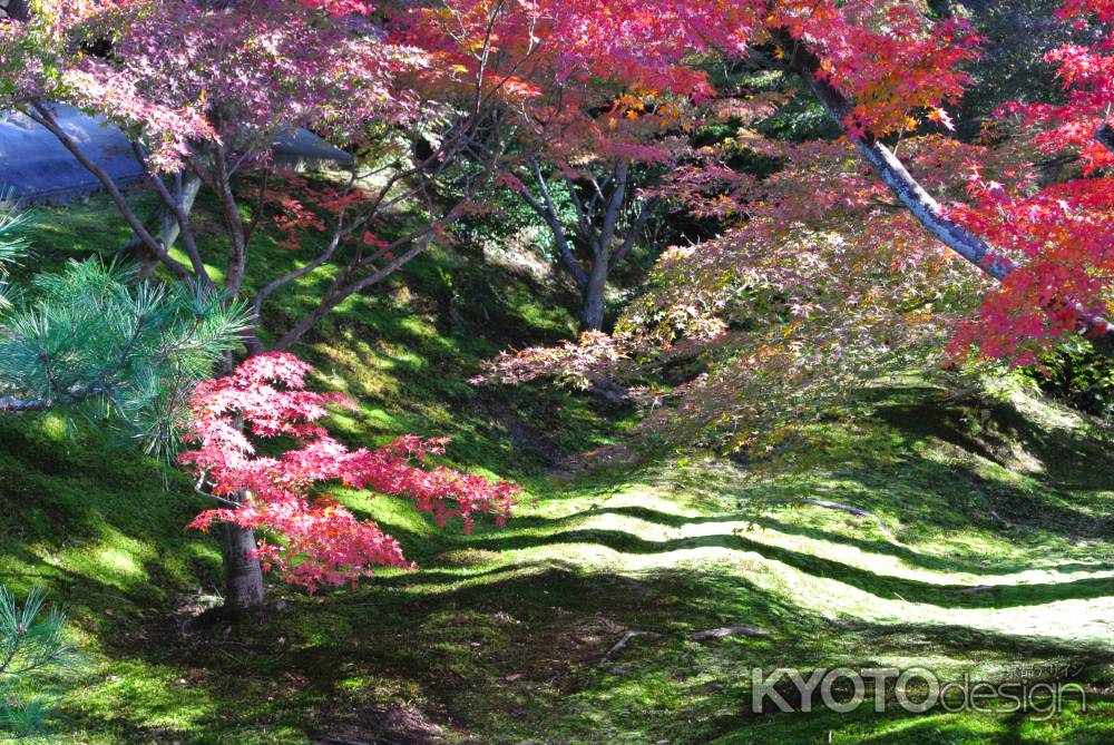 東福寺紅葉2013②