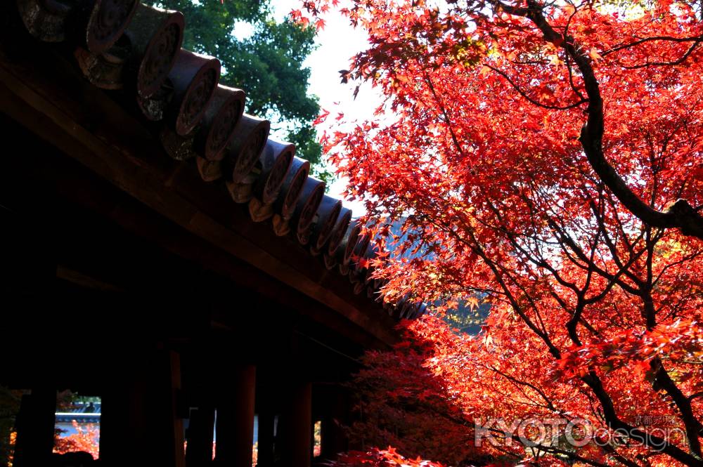 東福寺紅葉2013⑥