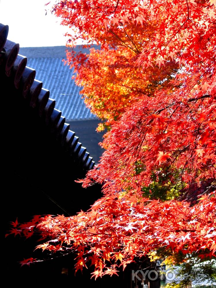 東福寺紅葉2013⑦