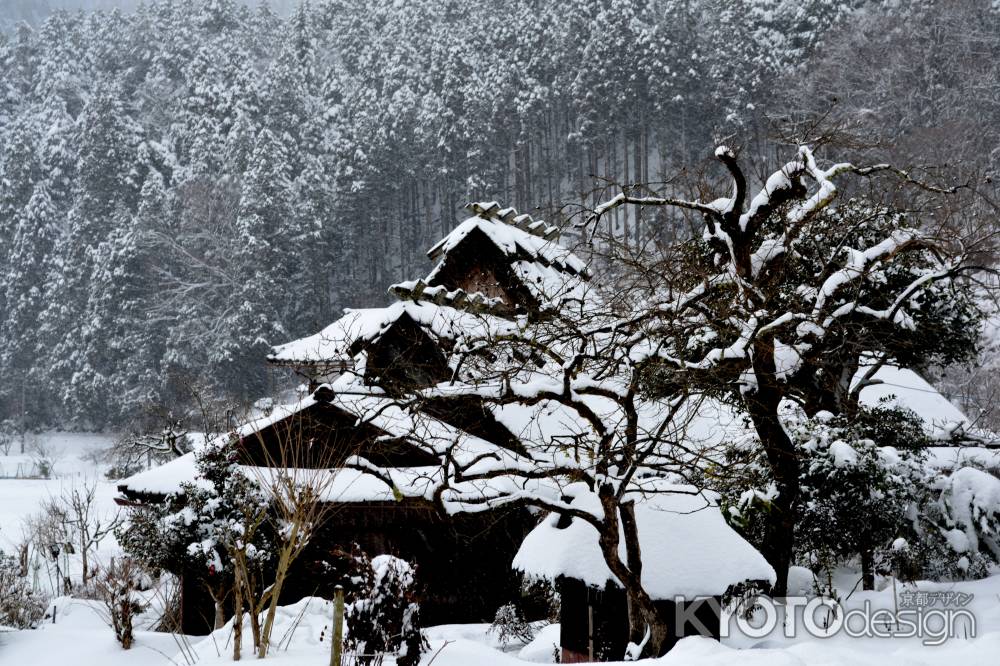 美山雪2015⑯