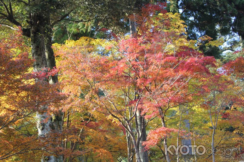 神護寺秋2013②