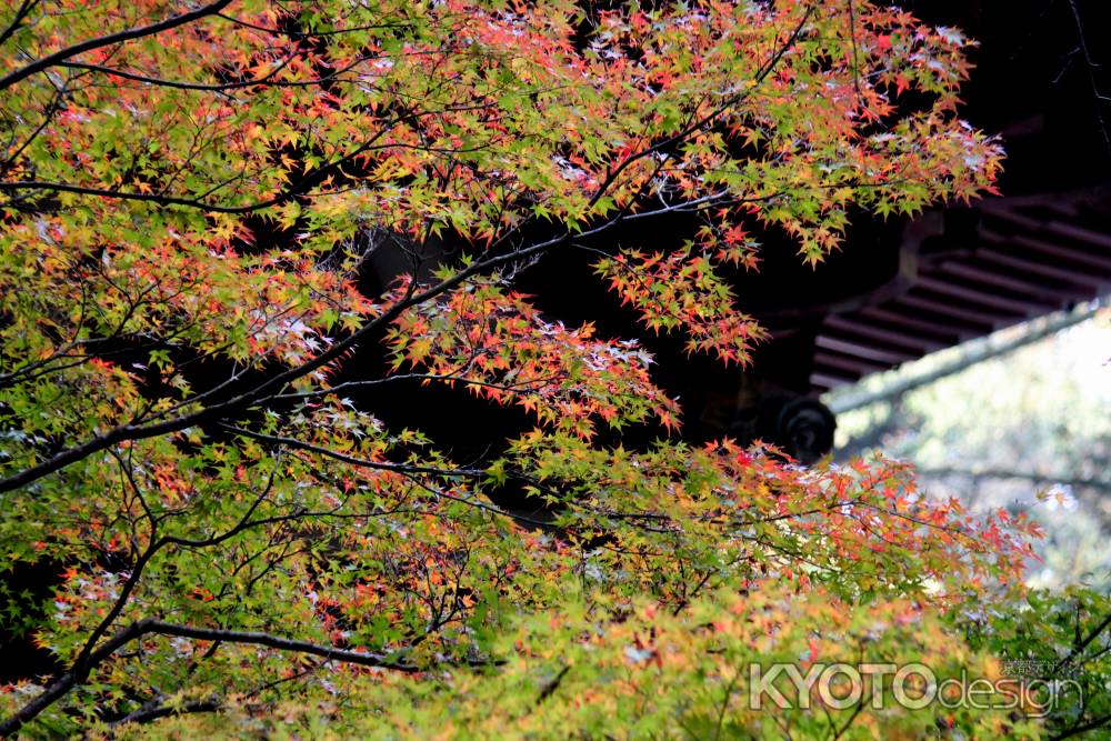 神護寺秋2013⑰