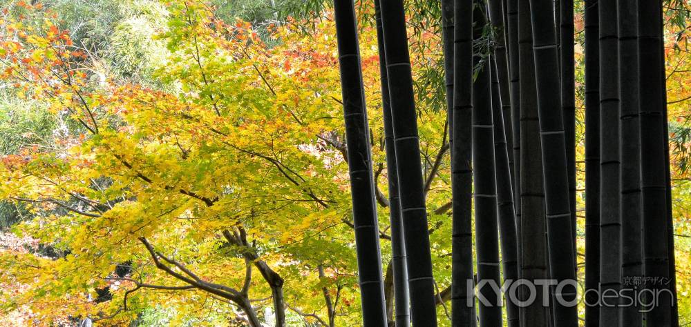 化野念仏寺紅葉2015⑤