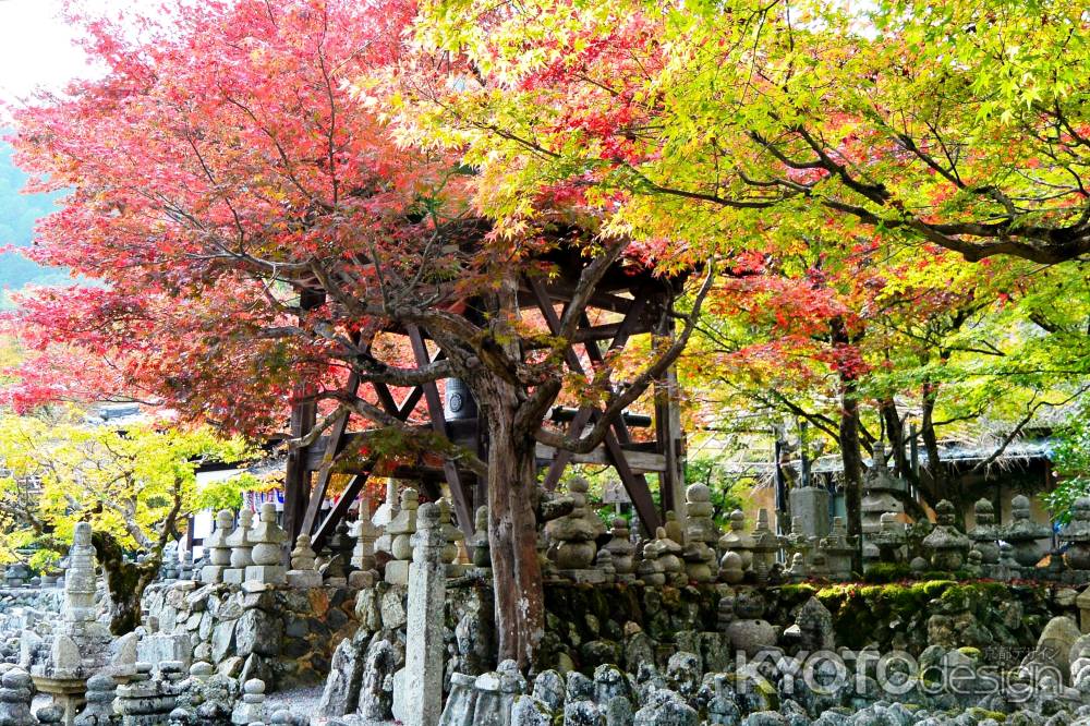 化野念仏寺紅葉2015⑧