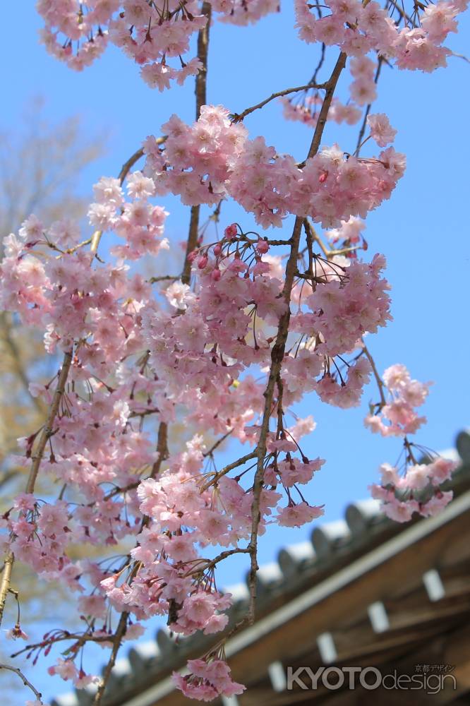 大原三千院2013春①