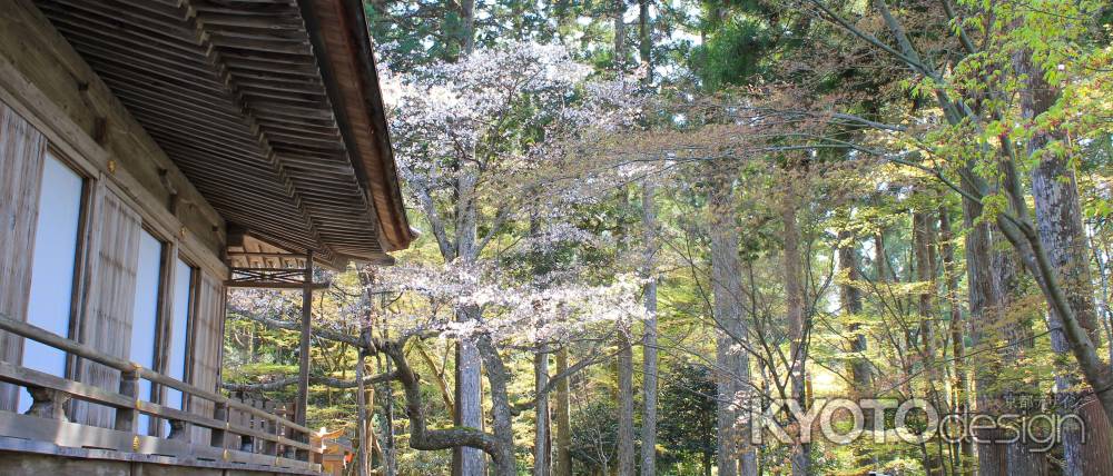 大原三千院2013春②