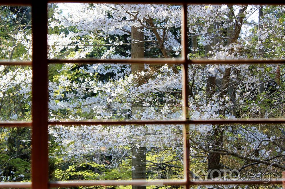 大原三千院2013春⑪