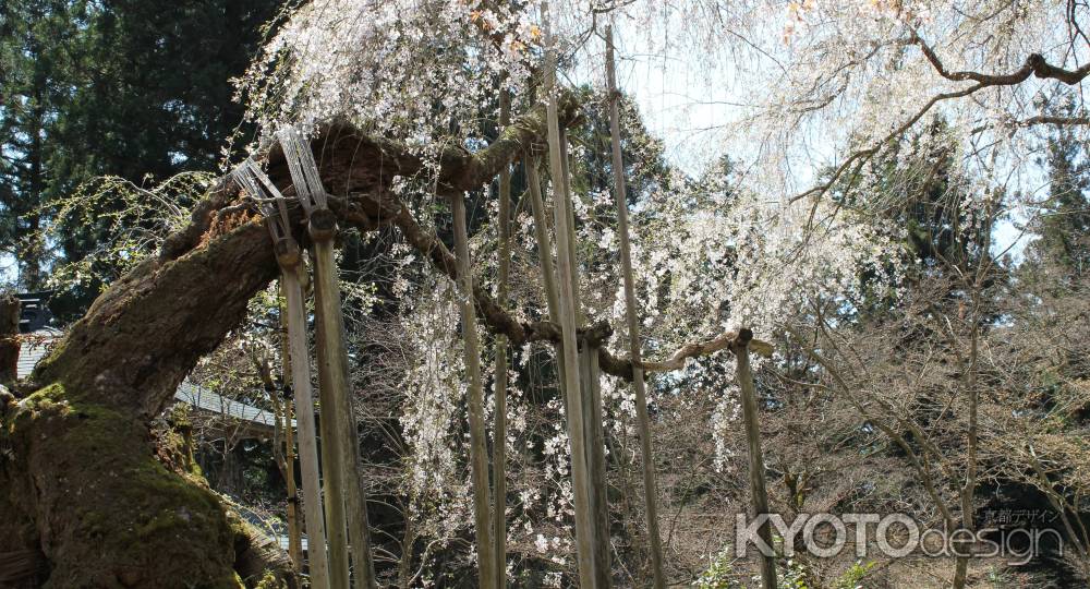 常照皇寺2013④