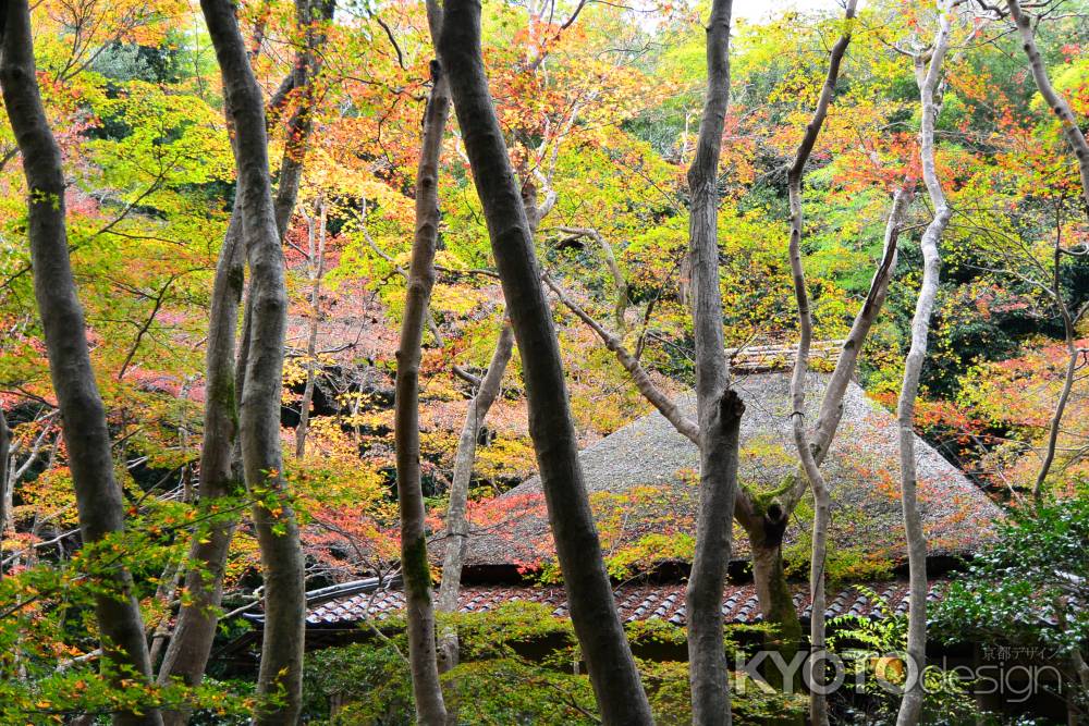 祇王寺秋2015⑦