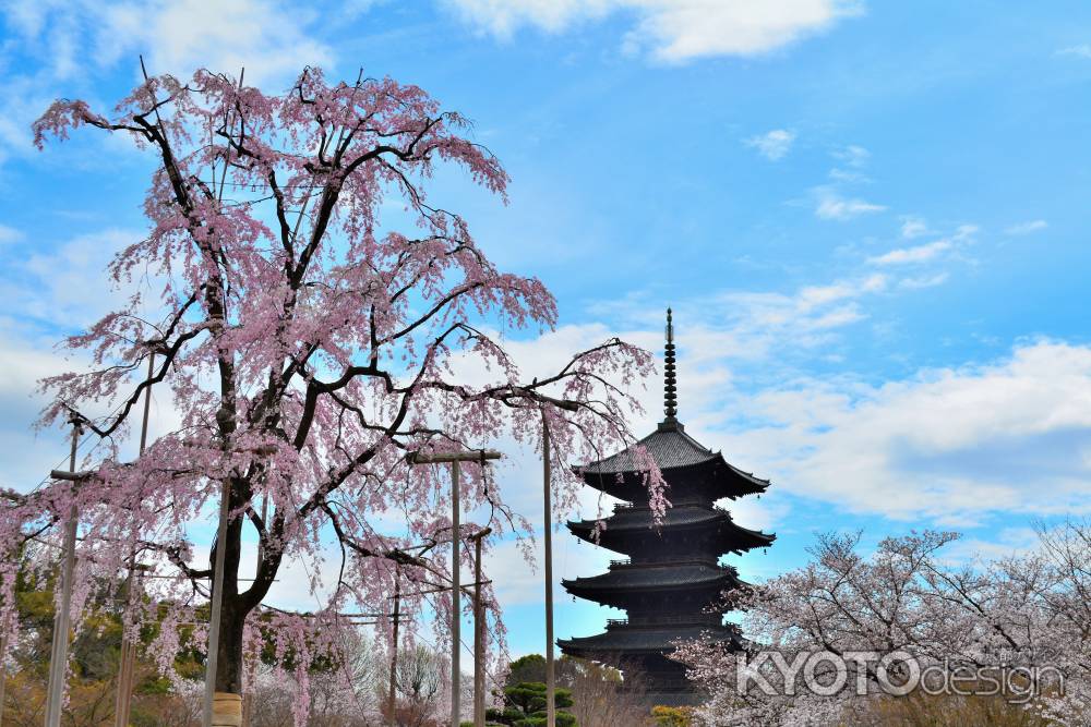 東寺春2016①