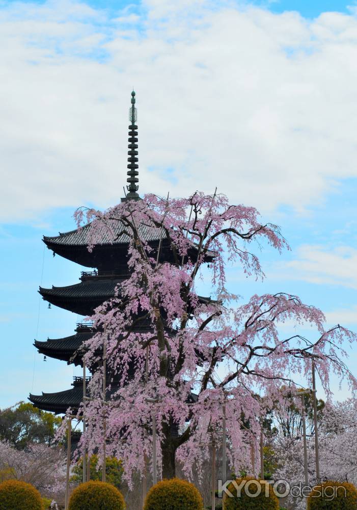 東寺春2016②