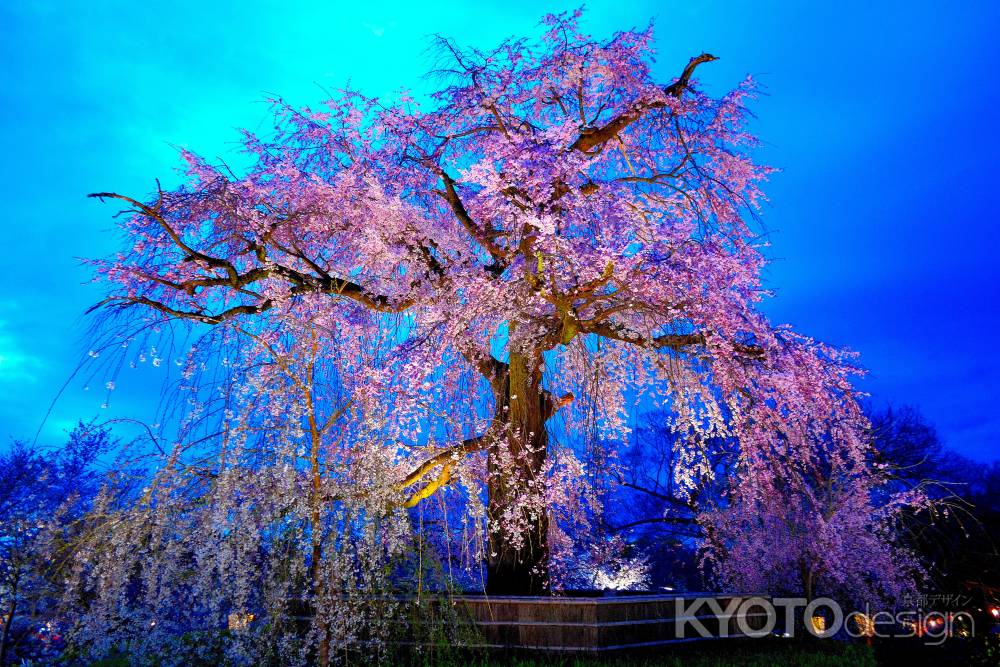 円山公園祇園桜春2016①