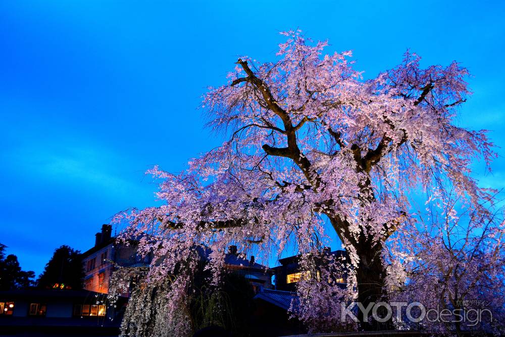 円山公園祇園桜春2016②