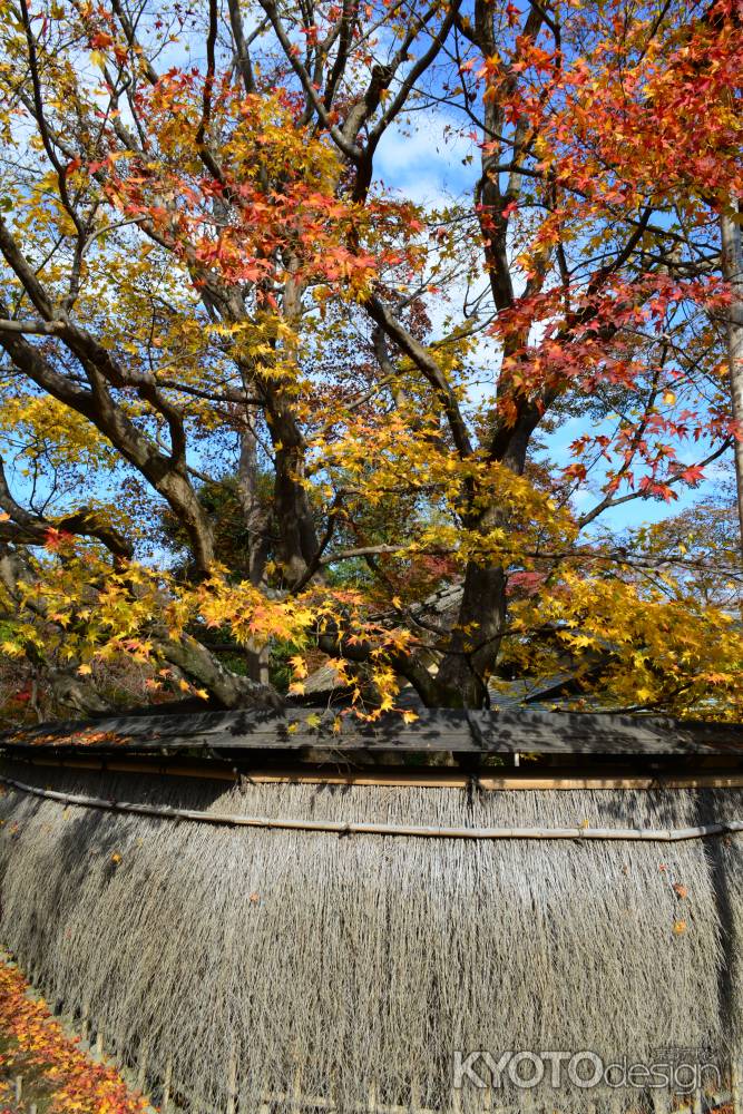 宝厳院秋2016①