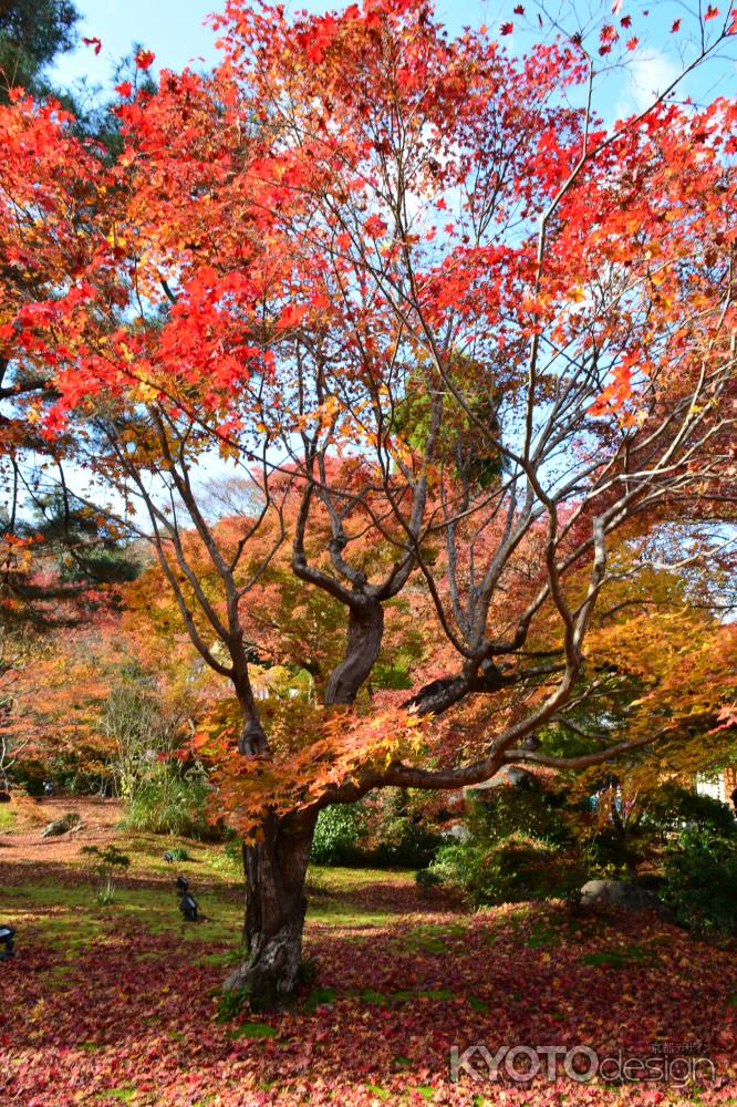 宝厳院秋2016④