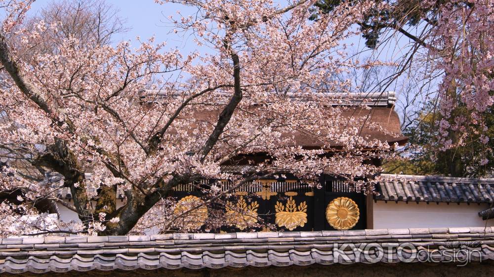 醍醐寺桜Ⅱ