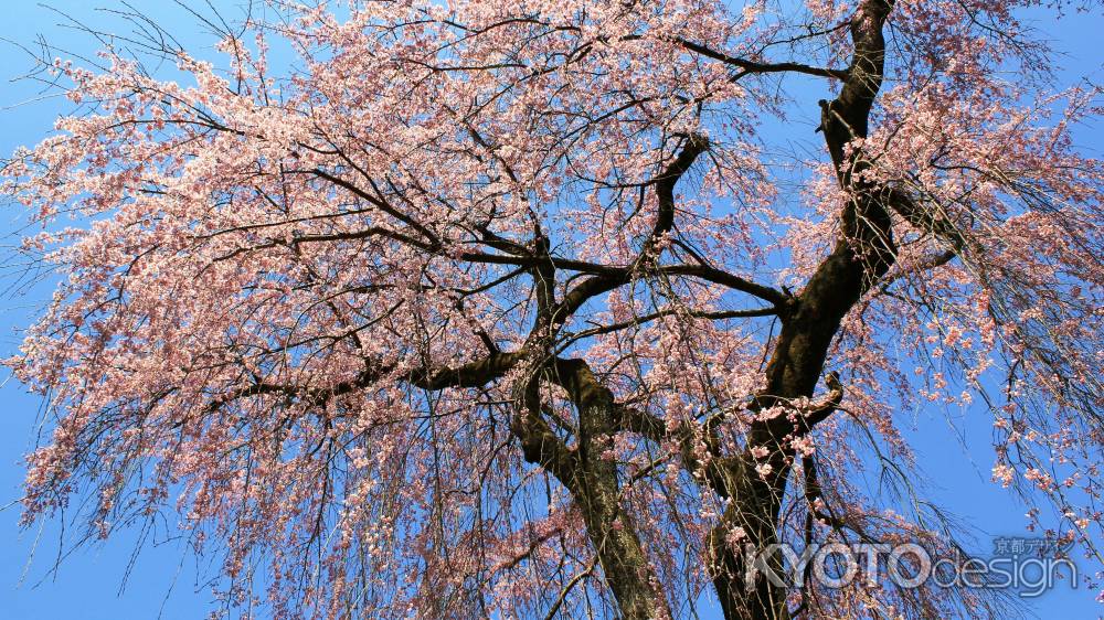 桜降る春