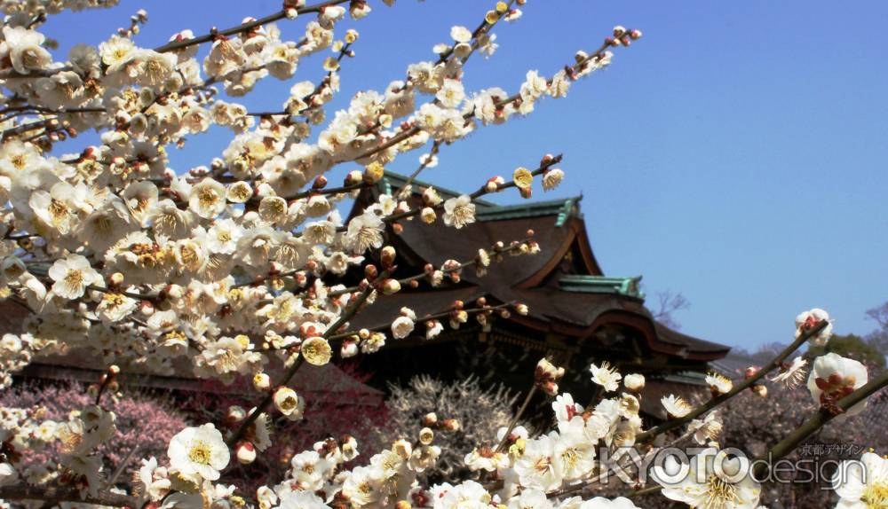 梅爛満の天神さん