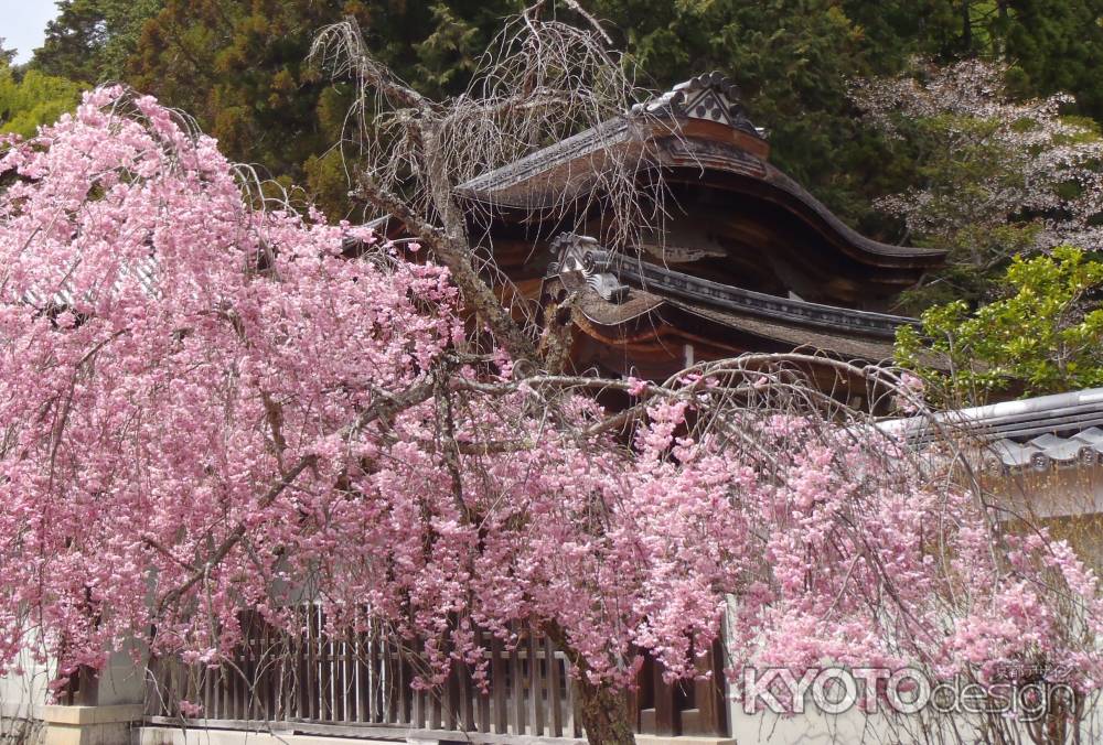 神護寺桜Ⅱ