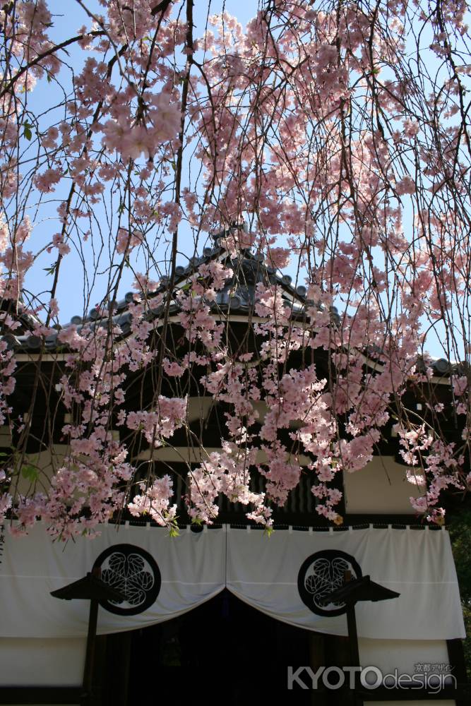 養源院の枝垂れ桜