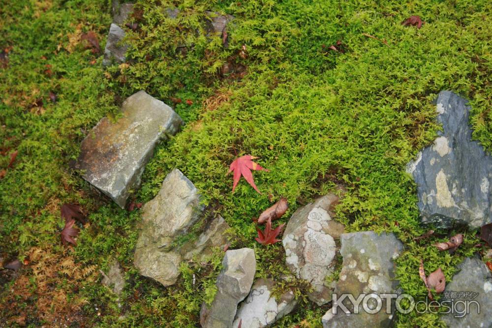 落ちてきた紅葉