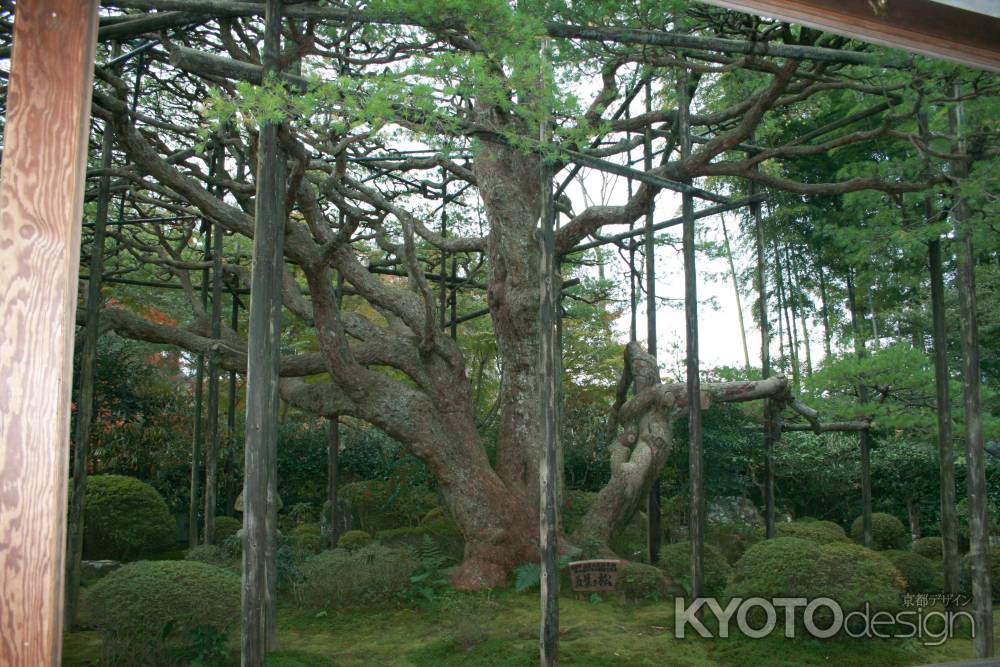 宝泉院　五葉の松