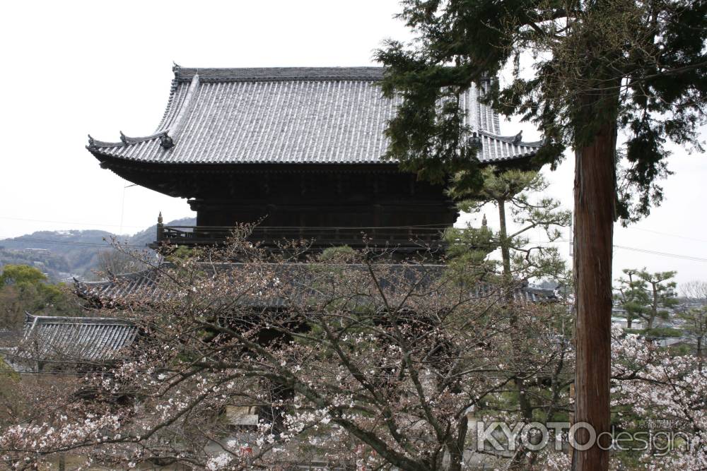 金戒光明寺の山門と桜