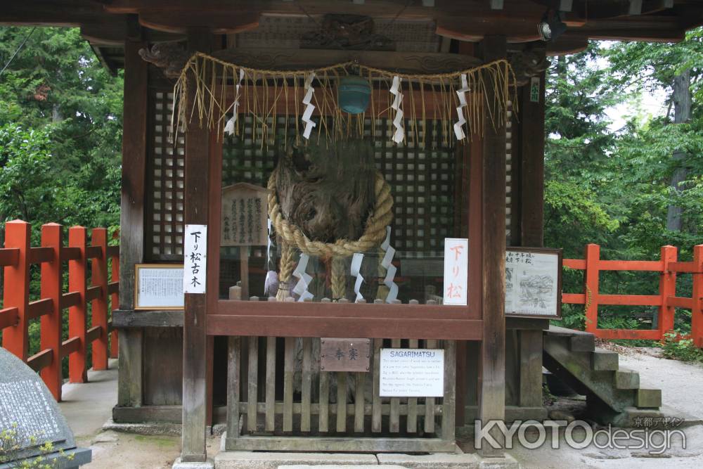 八大神社の初代下り松