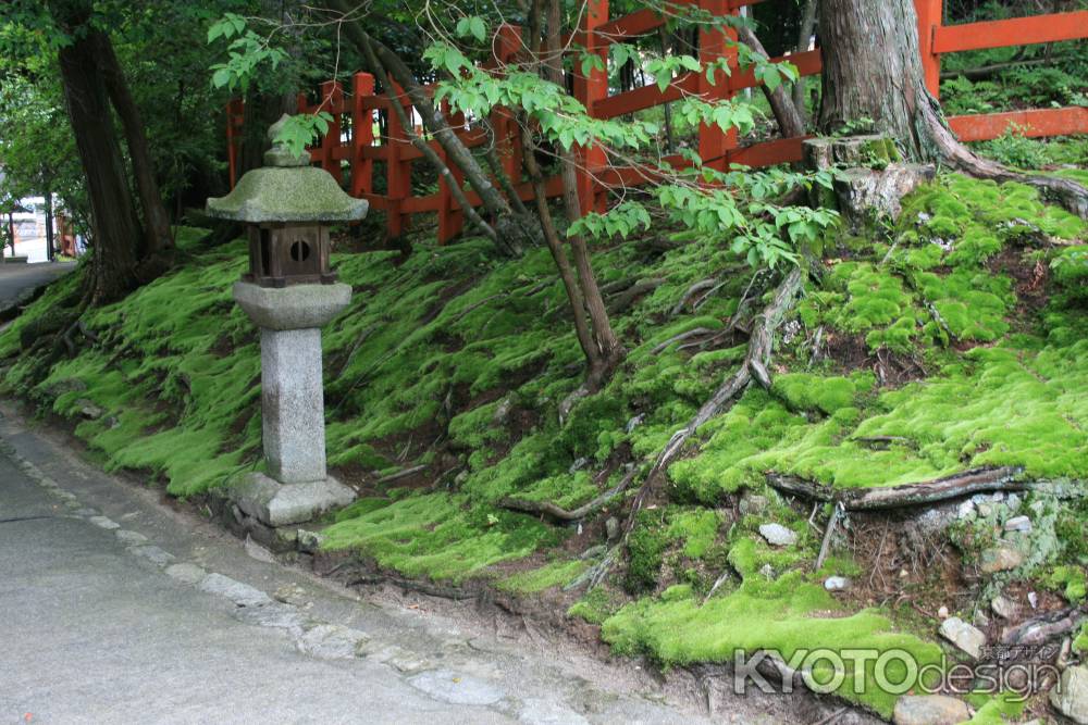 八大神社の苔