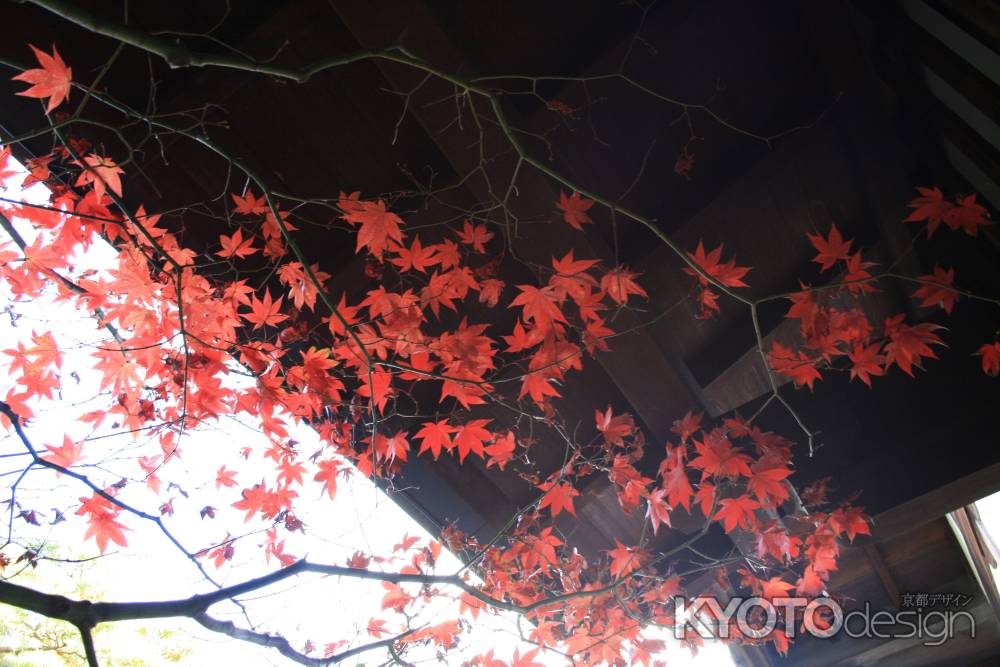 龍源院の紅葉