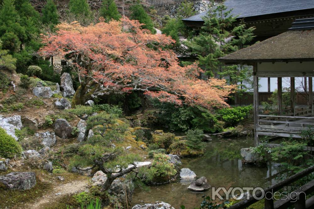 常照皇寺　秋の庭園