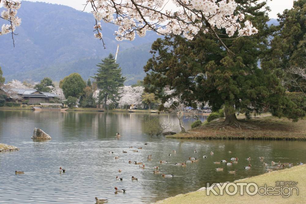 春の大沢池のカルガモ