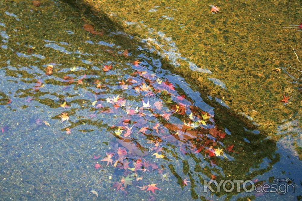 水の中の紅葉