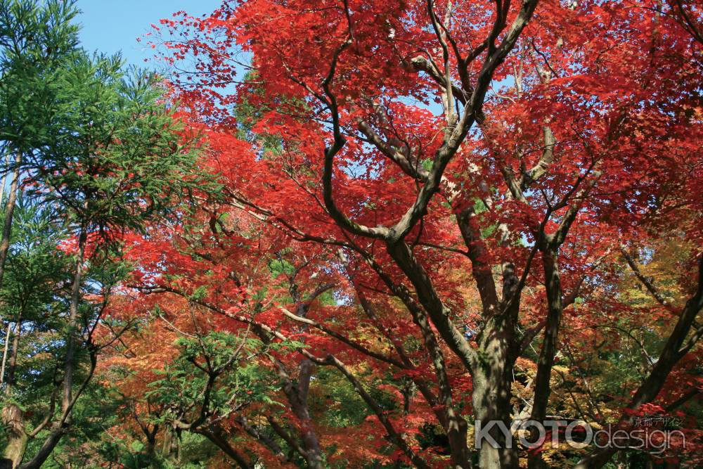 杉と紅葉