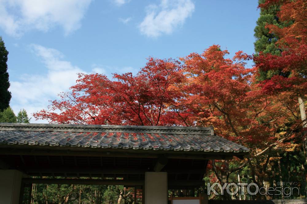 秋晴れの紅葉