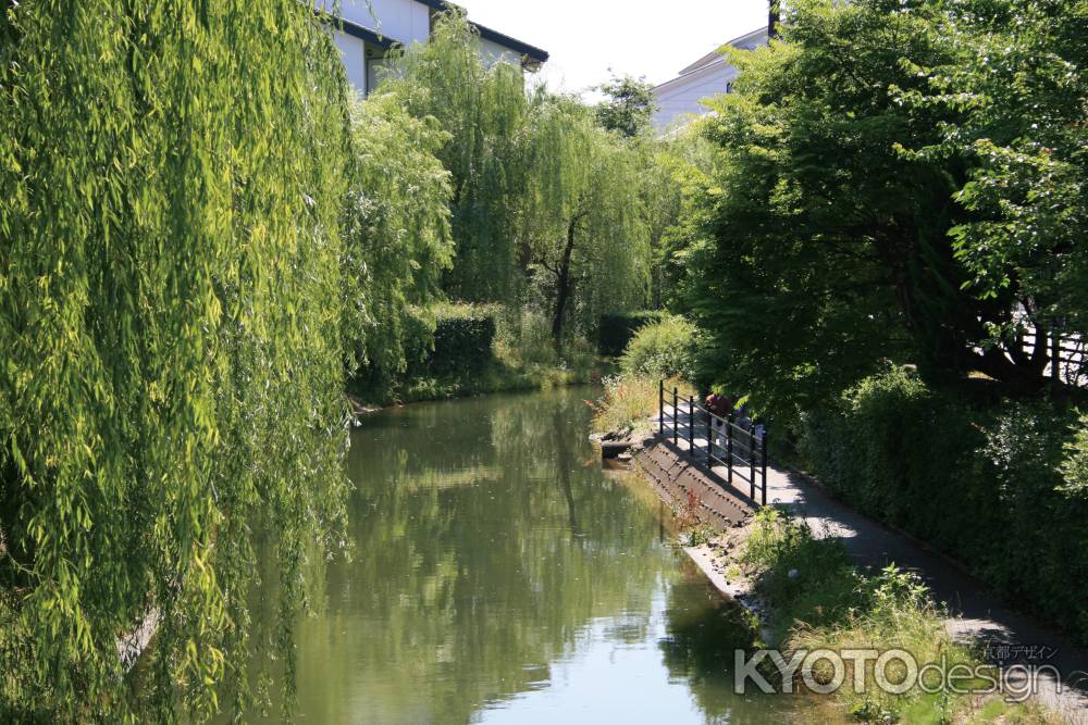 柳と宇治川