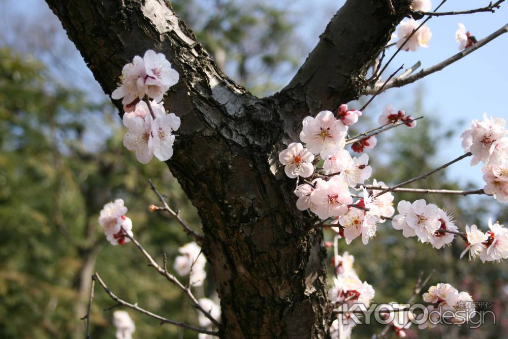 小野梅園の梅の花